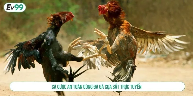 Cá cược an toàn cùng đá gà cựa sắt trực tuyến