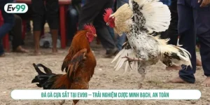 Đá gà cựa sắt