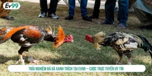 Đá gà xanh trích