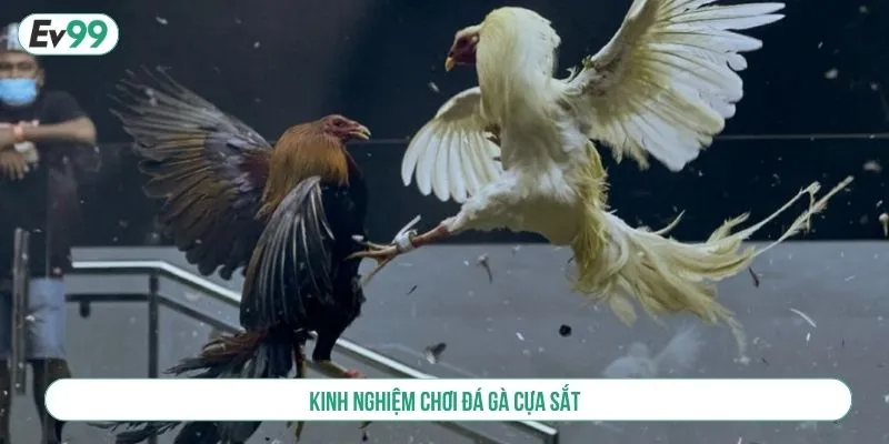 Kinh nghiệm chơi đá gà cựa sắt