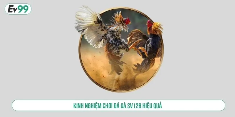 Kinh nghiệm chơi đá gà SV128 hiệu quả