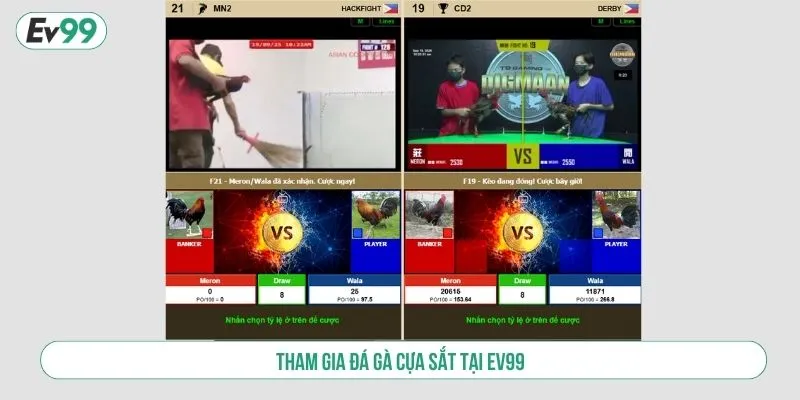Tham gia đá gà cựa sắt tại EV99
