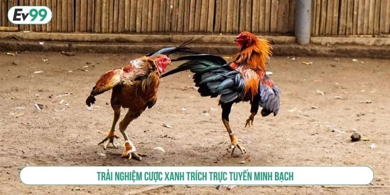 Trải nghiệm cược xanh trích trực tuyến minh bạch