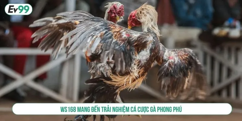 WS168 mang đến trải nghiệm cá cược gà phong phú